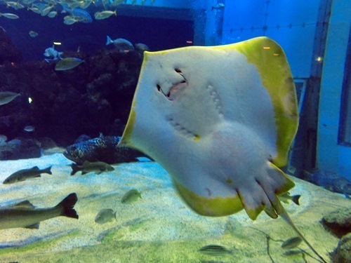 150921-上越水族館-26.jpg