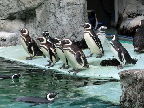 150921-上越水族館-30.jpg