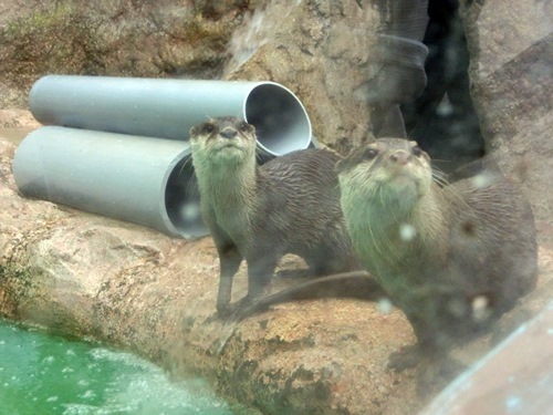 150921-上越水族館-32.jpg