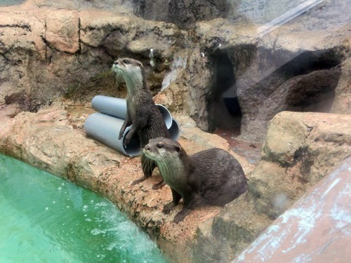 150921-上越水族館-33.jpg