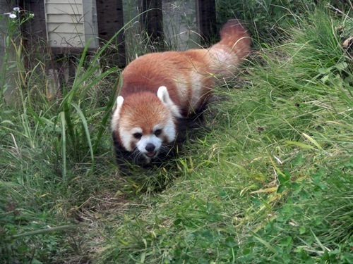 151003-茶臼山動物園とジンギスカン-11.jpg