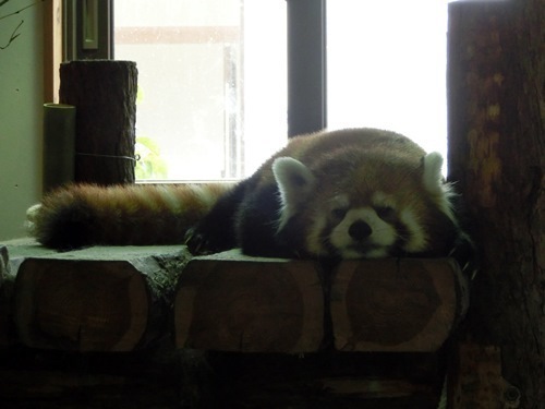 151003-茶臼山動物園とジンギスカン-14.jpg