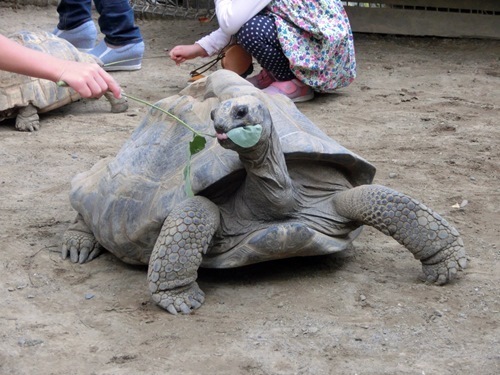 151003-茶臼山動物園とジンギスカン-4.jpg