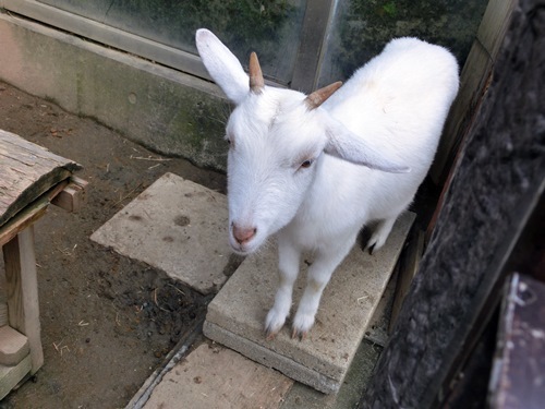 151003-茶臼山動物園とジンギスカン-5.jpg