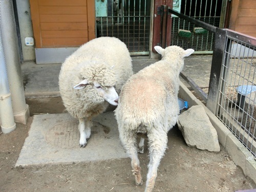 151003-茶臼山動物園とジンギスカン-6.jpg