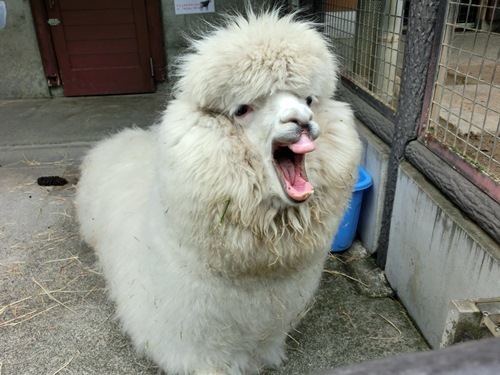 151003-茶臼山動物園とジンギスカン-9.jpg