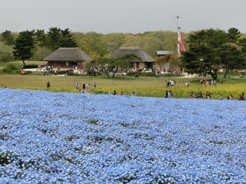 160423-ひたちなか海浜公園 ネモフィラ-11.jpg
