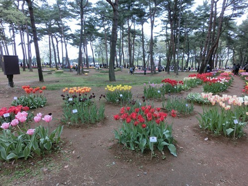 160423-ひたちなか海浜公園 ネモフィラ-13.jpg