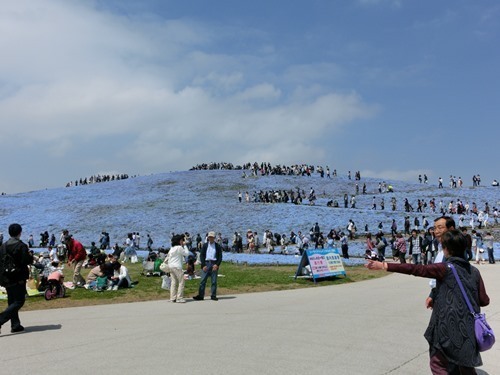 160423-ひたちなか海浜公園 ネモフィラ-2.jpg