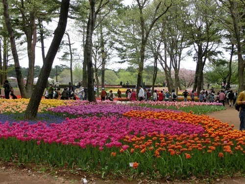 160423-ひたちなか海浜公園 ネモフィラ-20.jpg