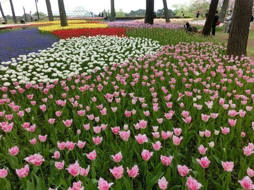 160423-ひたちなか海浜公園 ネモフィラ-25.jpg