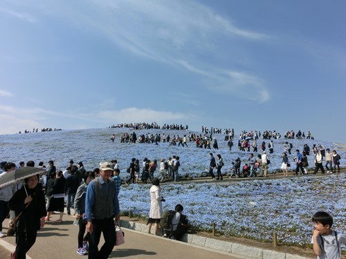 160423-ひたちなか海浜公園 ネモフィラ-3.jpg