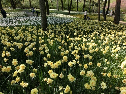 160423-ひたちなか海浜公園 ネモフィラ-33.jpg