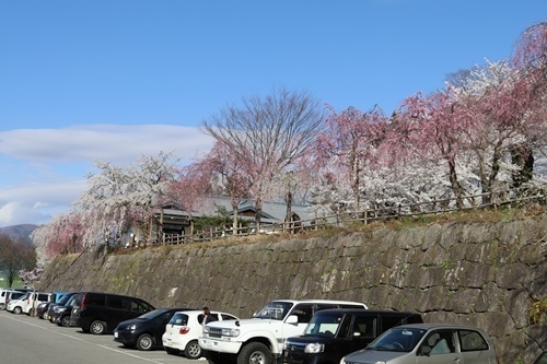 170422-飯山城址の桜-1.jpg
