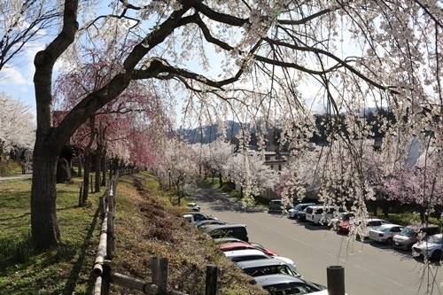 170422-飯山城址の桜-2.jpg