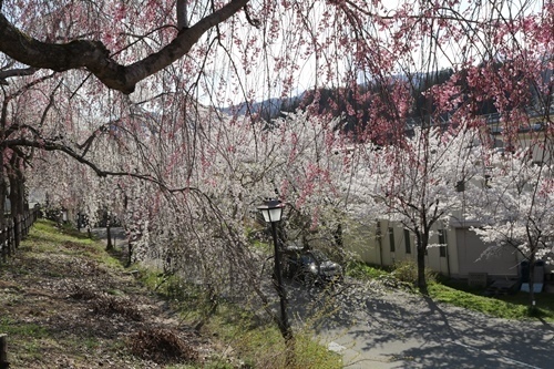 170422-飯山城址の桜-3.jpg