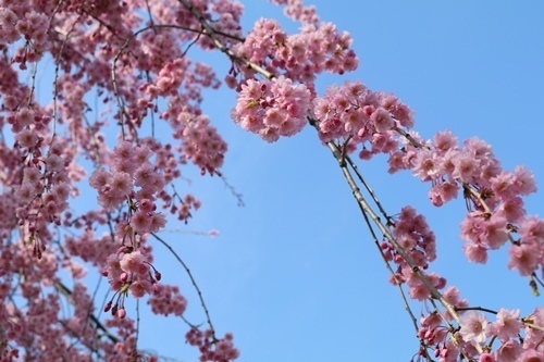 170422-飯山城址の桜-4.jpg