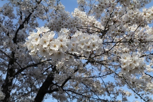 170422-飯山城址の桜-5.jpg