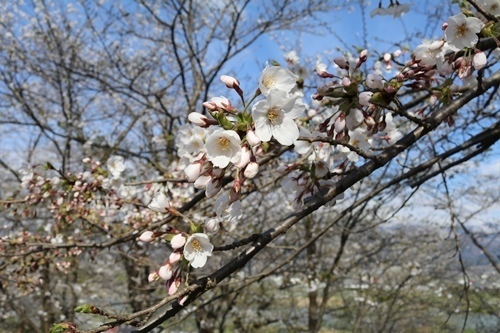 170422-飯山城址の桜-6.jpg