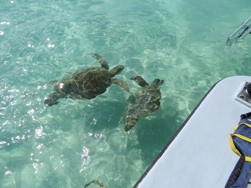 170522-ハワイ旅行 天国の海サンドバーウォーキングとシュノーケリング-18.jpg