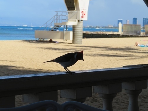 170523-ハワイ旅行 ハウツリーラナイでエッグベネディクト-11.jpg
