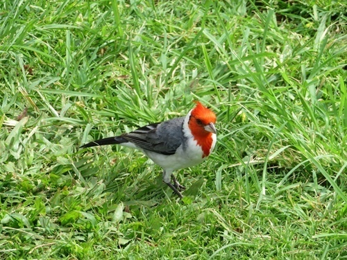 170523-ハワイ旅行 モンサラット通り サニーデイズのサンドイッチ-8.jpg
